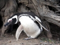 Magellanic Penguin