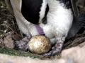 Magellanic Penguin