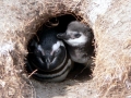 Magellanic Penguin