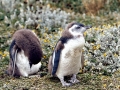 Magellanic Penguin
