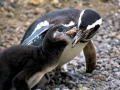 Magellanic Penguin