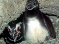 Magellanic Penguin