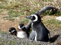 Magellanic Penguin