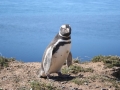 Magellanic Penguin
