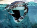 Magellanic Penguin