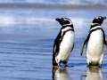Magellanic Penguin