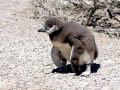 Magellanic Penguin