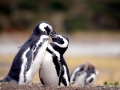Magellanic Penguin