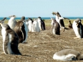 Magellanic Penguin