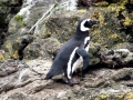 Magellanic Penguin