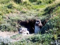 Magellanic Penguin