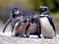 Magellanic Penguin