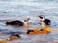 Magellanic Penguin