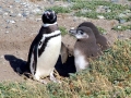 Magellanic Penguin