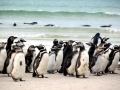 Magellanic Penguin