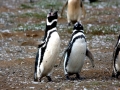 Magellanic Penguin