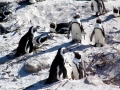 Magellanic Penguin