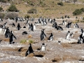 Magellanic Penguin