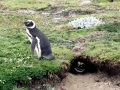 Magellanic Penguin