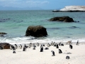 Magellanic Penguin
