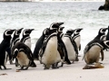 Magellanic Penguin