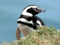 Magellanic Penguin