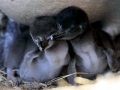 Magellanic Penguin