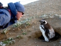Magellanic Penguin