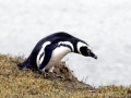 Magellanic Penguin