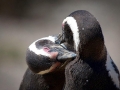 Magellanic Penguin