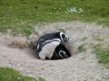 Magellanic Penguin
