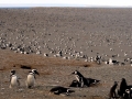 Magellanic Penguin