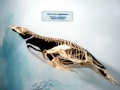 Magellanic Penguin