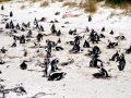 Magellanic Penguin