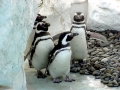 Magellanic Penguin
