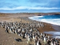 Magellanic Penguin