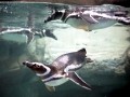 Magellanic Penguin