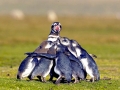 Magellanic Penguin