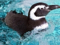 Magellanic Penguin