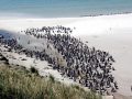Magellanic Penguin
