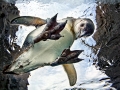 Magellanic Penguin