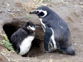 Magellanic Penguin