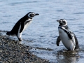 Magellanic Penguin