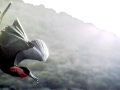 Magnificent Frigatebird