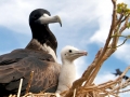 Magnificent Frigatebird