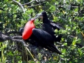 Magnificent Frigatebird