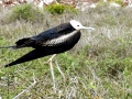 Magnificent Frigatebird