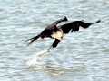 Magnificent Frigatebird