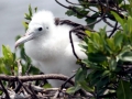 Magnificent Frigatebird
