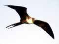 Magnificent Frigatebird